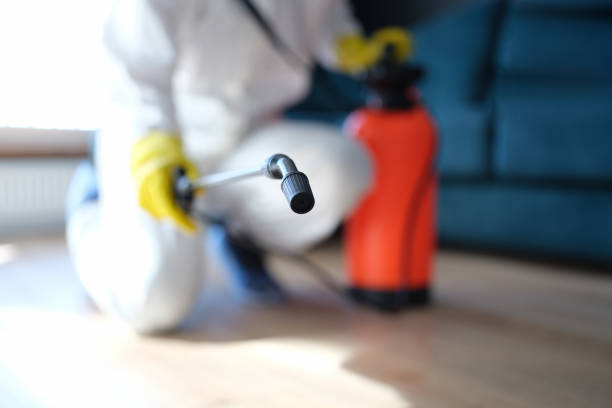 Trusted Blue Ridge, AL Mold Removal Experts