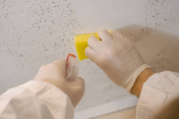 Mold Remediation for Rental Properties in Blue Ridge, AL